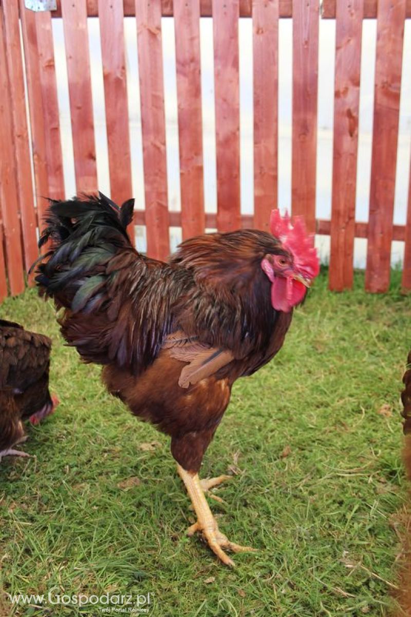 Konferencja Naukowo-Techniczna pt. Innowacyjność w produkcji zwierzęcej - oczekiwania czy konieczność dzień drugi