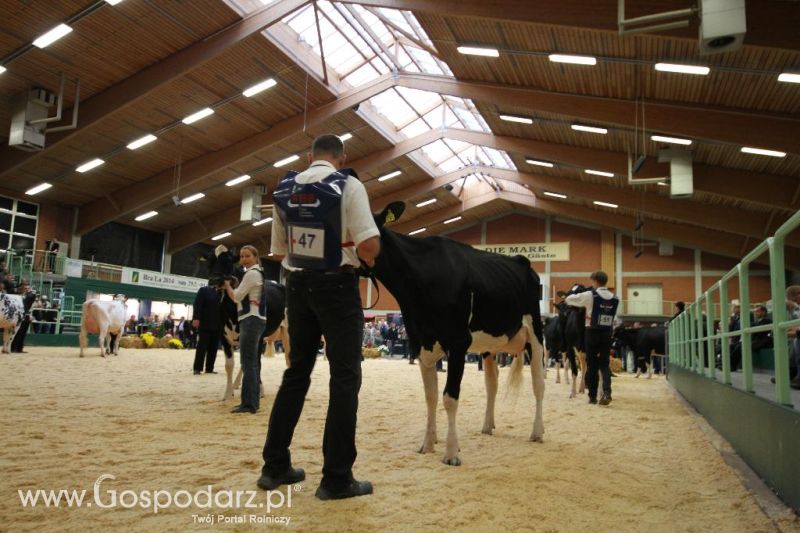 Wystawa  Blickpunkt Rind 2013 w miejscowości Paaren/Glien (Niemcy)