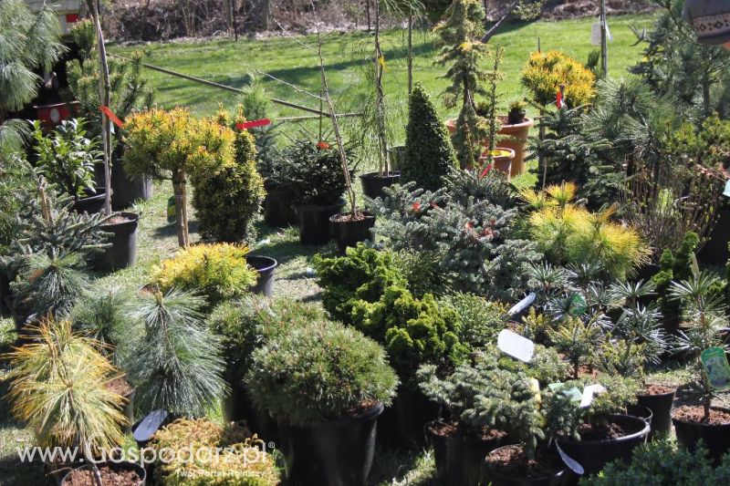 Wiosenne Targi Rolno-Ogrodnicze Agromarsz 2013