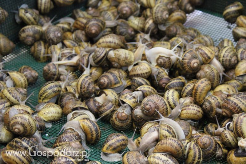 XXV Krajowa Wystawa Zwierząt Hodowlanych Niedziela