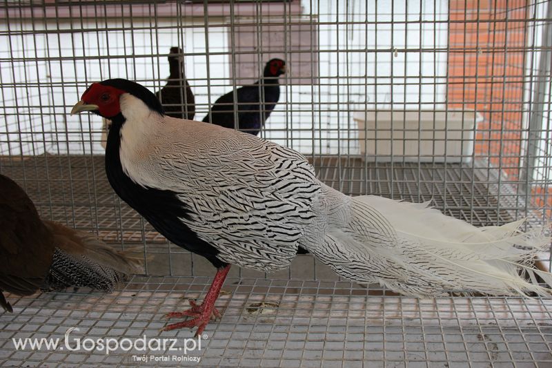 Wielkopolskie Targi Rolnicze „Sielinko 2011”  - Sobota