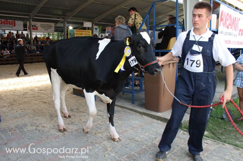Bydło - Szepietowo 2012 XIX Regionalna Wystawa Zwierząt Hodowlanych