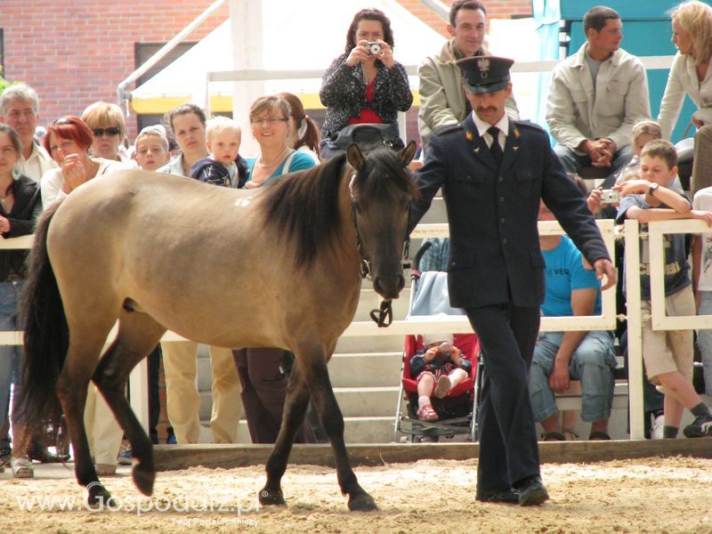 Wystawa Koni Sielinko 2011
