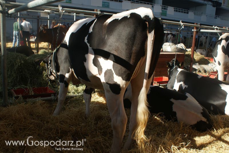 Bydło mleczne na XXV Krajowej Wystawie Zwierząt Hodowlanych