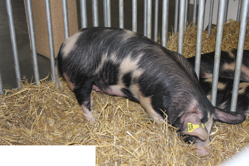 Międzynarodowe Targi Hodowli Zwierząt FARMA