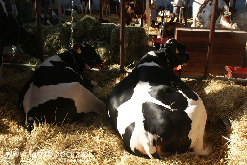 Bydło mleczne na XXV Krajowej Wystawie Zwierząt Hodowlanych