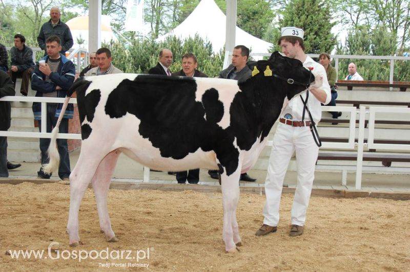 VII Ogólnopolska Wystawa Bydła Hodowlanego - Sielinko 2012