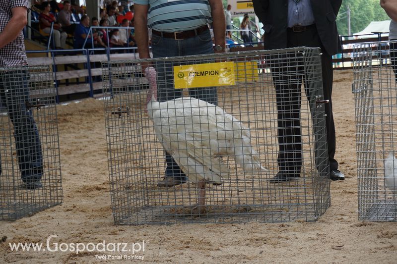 Wystawa zwierząt w Szepietowie
