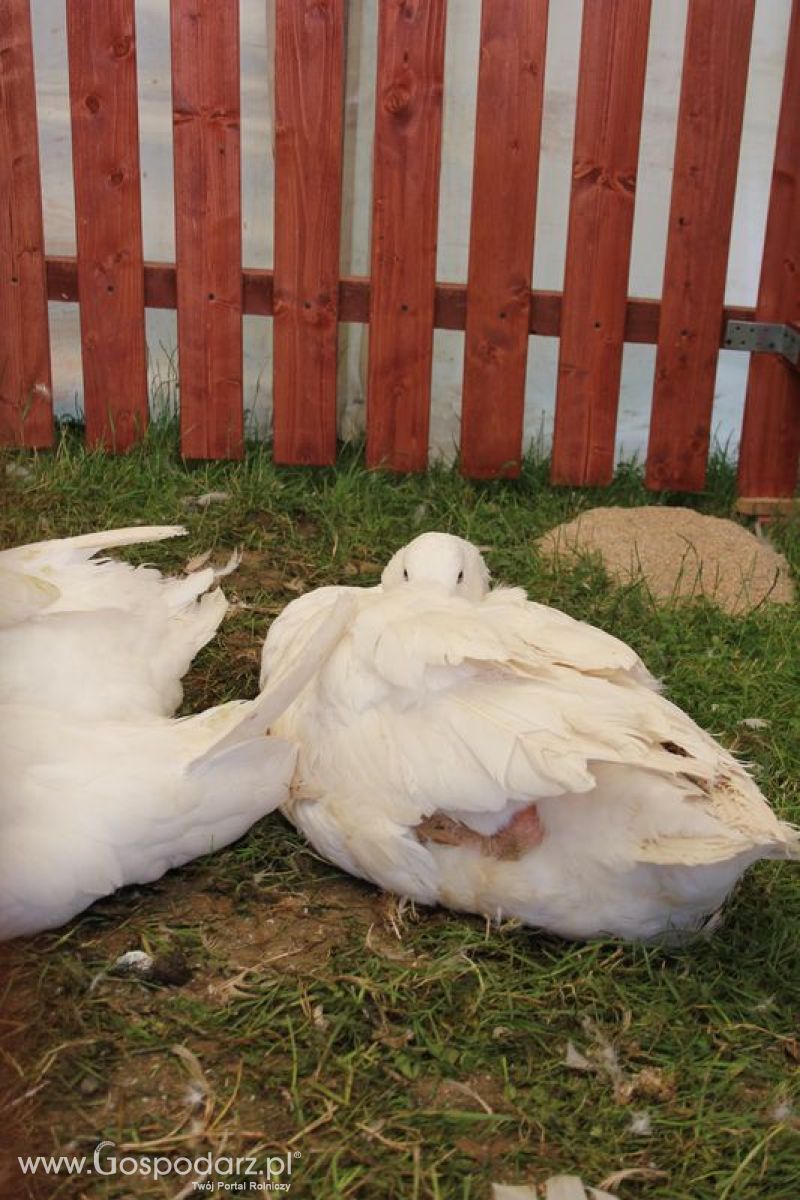 Konferencja Naukowo-Techniczna pt. Innowacyjność w produkcji zwierzęcej - oczekiwania czy konieczność dzień drugi