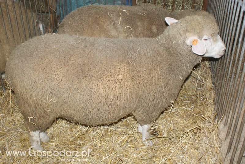 Owce i kozy na XXV Krajowej Wystawie Zwierząt Hodowlanych