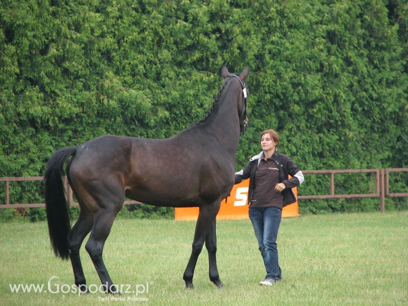 Wystawa Koni Sielinko 2011