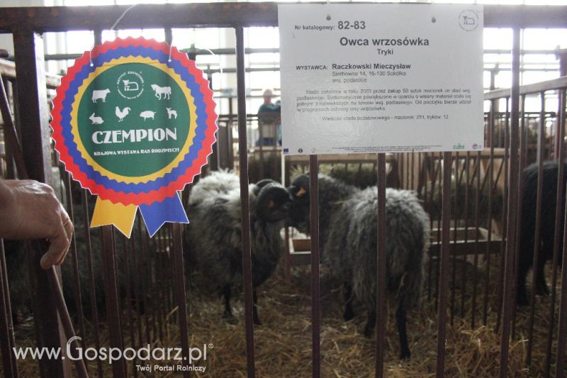 XXVI Krajowa Wystawa Zwierząt Hodowlanych - sobota i niedziela