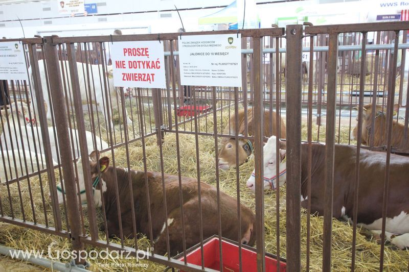KWZH 2015 piątek