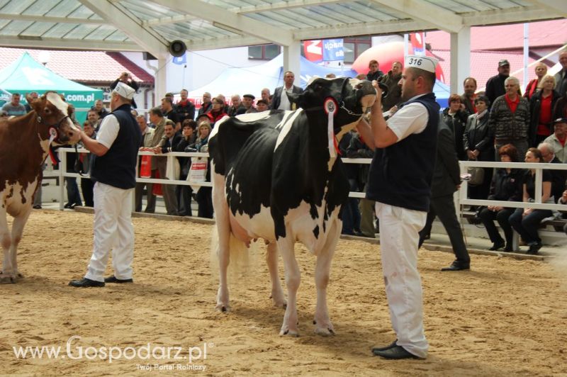 VII Ogólnopolska Wystawa Bydła Hodowlanego - Sielinko 2012