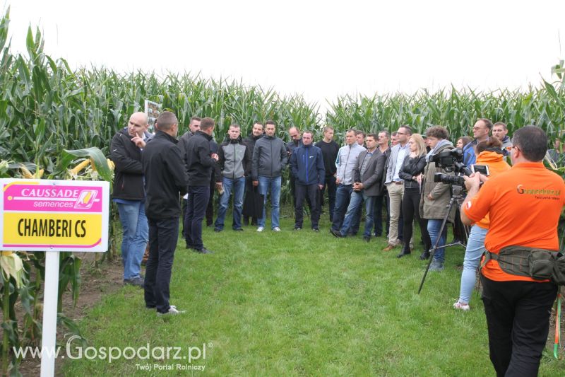 Poletka doświadczalne Caussade Nasiona w Dziećmiarkach 2017