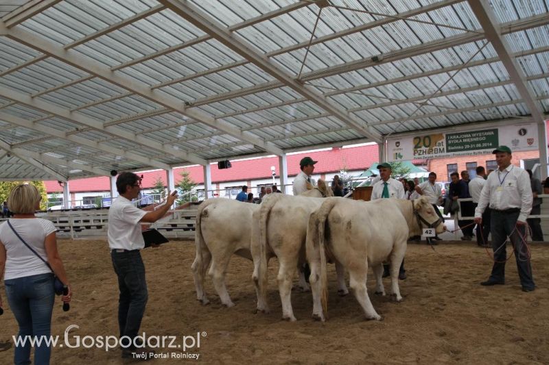 I Krajowa Wystawa Bydła Mięsnego w Sielinku - sobota