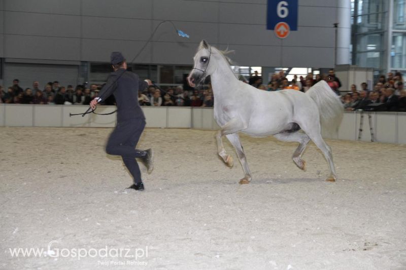 CAVALIADA 2013 w Poznaniu