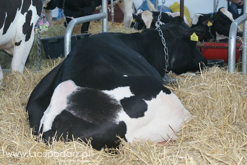 Bydło mleczne na XXV Krajowej Wystawie Zwierząt Hodowlanych