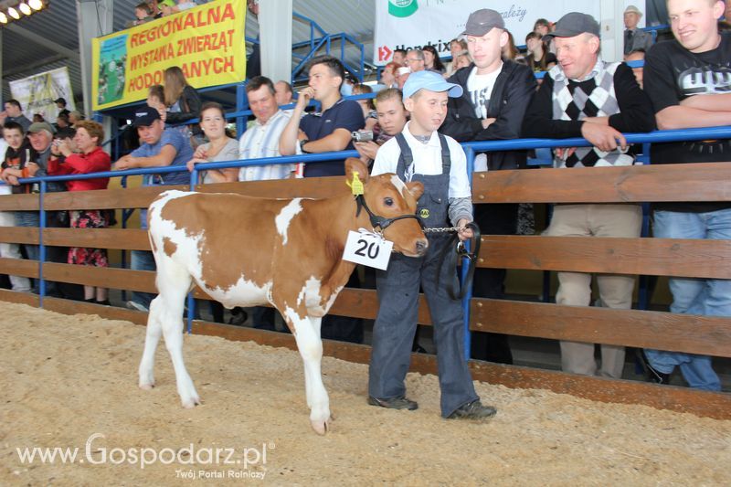 Młody hodowca na XVIII Regionalnej Wystawie Zwierząt Hodowlanych w Szepietowie