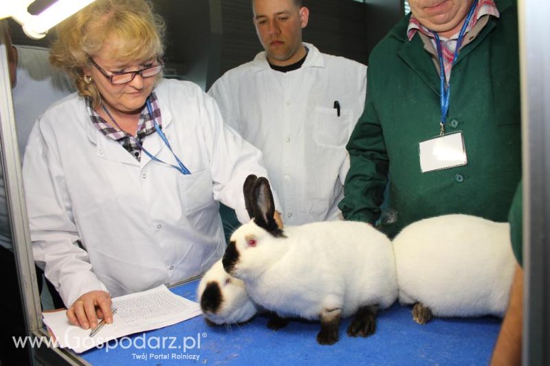 XXVI Krajowa Wystawa Zwierząt Hodowlanych - piątek