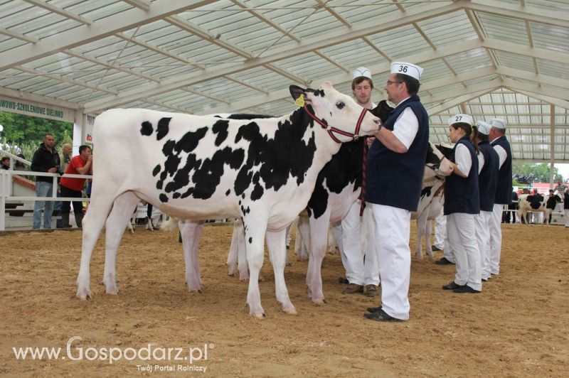 VII Ogólnopolska Wystawa Bydła Hodowlanego - Sielinko 2012
