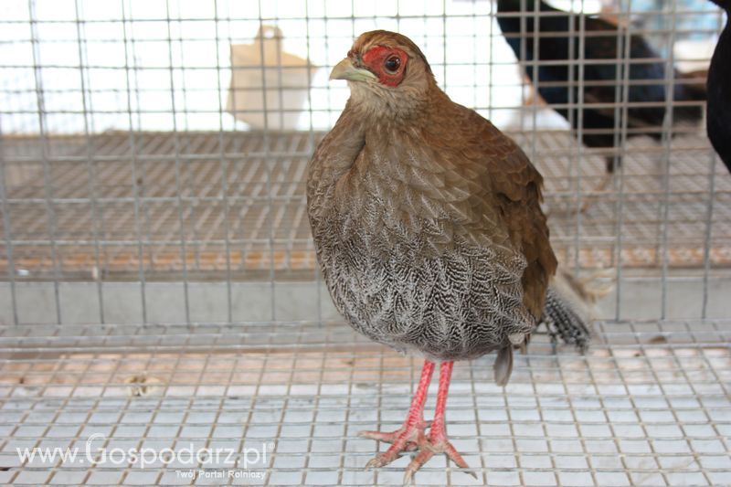 Wielkopolskie Targi Rolnicze „Sielinko 2011”  - Sobota