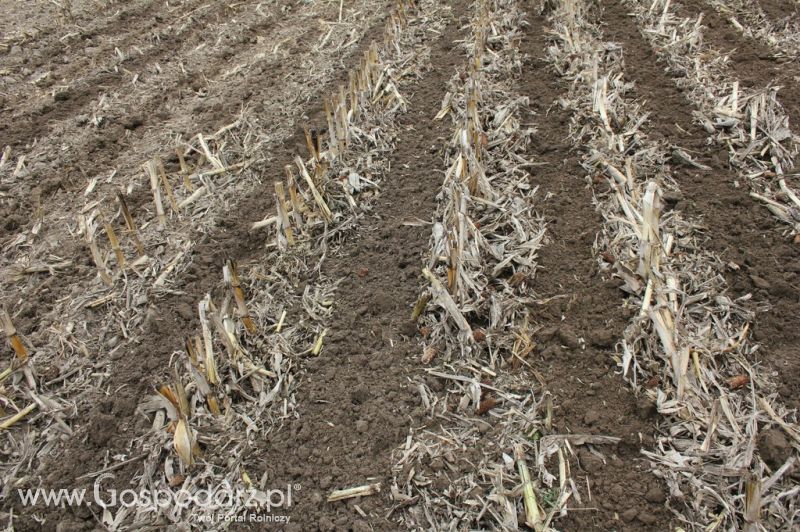 Kultywator STRIGER do uprawy pasowej