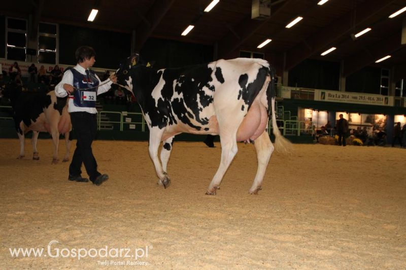 Wystawa  Blickpunkt Rind 2013 w miejscowości Paaren/Glien (Niemcy)
