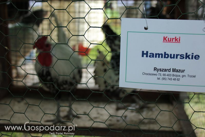 XX Targi Rolnicze Lubniewice - zwierzęta