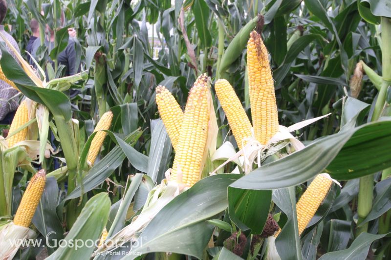 Poletka doświadczalne Caussade Nasiona w Dziećmiarkach 2017