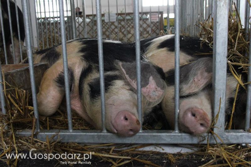 XXVI Krajowa Wystawa Zwierząt Hodowlanych - sobota i niedziela