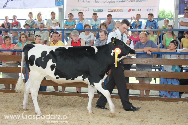 Bydło - Szepietowo 2012 XIX Regionalna Wystawa Zwierząt Hodowlanych