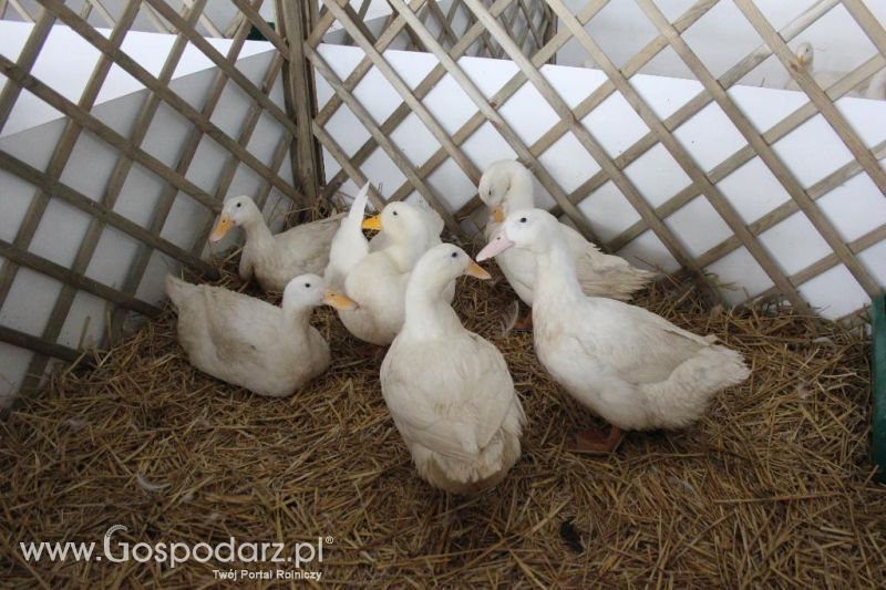 XXVI Krajowa Wystawa Zwierząt Hodowlanych - sobota i niedziela