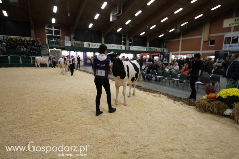 Wystawa  Blickpunkt Rind 2013 w miejscowości Paaren/Glien (Niemcy)