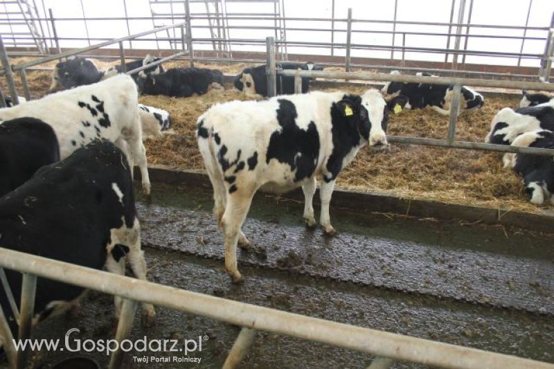 Wyjazd studyjny na farmę w Hohenhameln (Niemcy)
