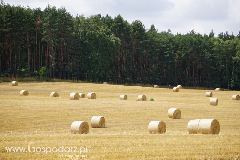 Zbierasz bele słomy na raz czy dwa ;-)?