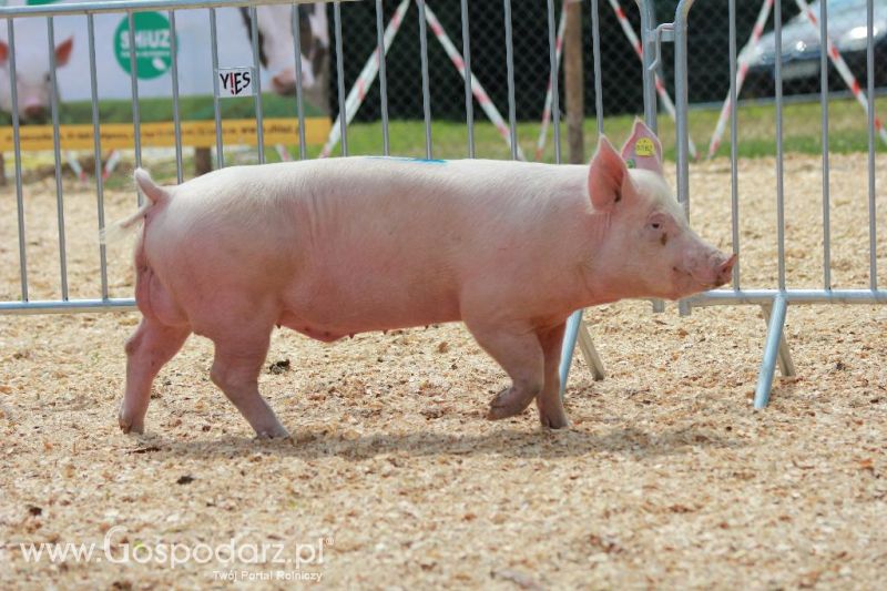 AGRO-TECH w Minikowie 2013