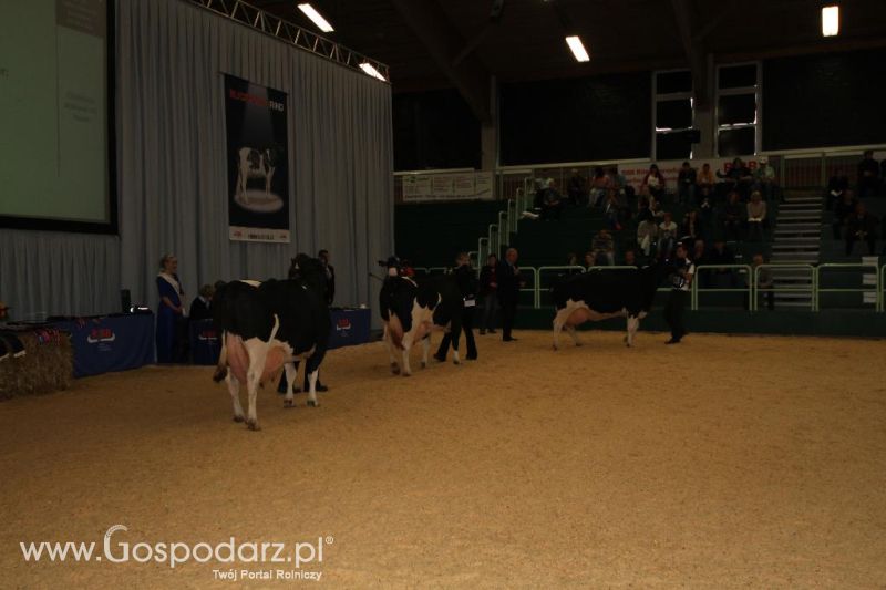 Wystawa  Blickpunkt Rind 2013 w miejscowości Paaren/Glien (Niemcy)