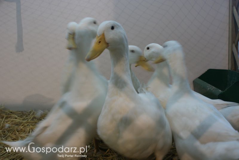 Gęsi, kury, kaczki, strusie na XXV Krajowej Wystawie Zwierząt Hodowlanych