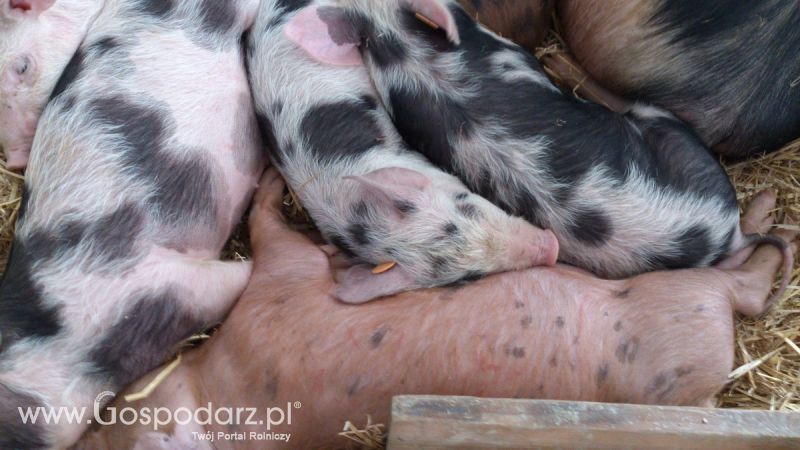 KWZH 2015. Bliskie spotkania ze zwierzętami hodowlanymi