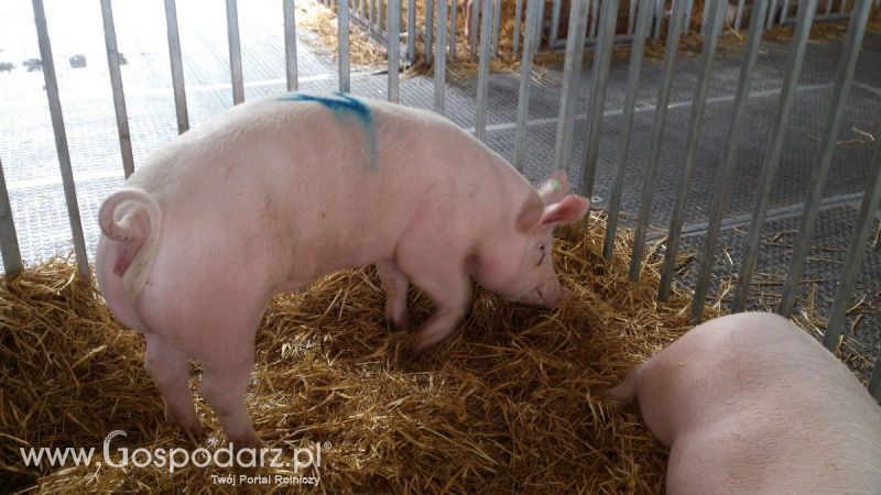 KWZH 2015. Bliskie spotkania ze zwierzętami hodowlanymi