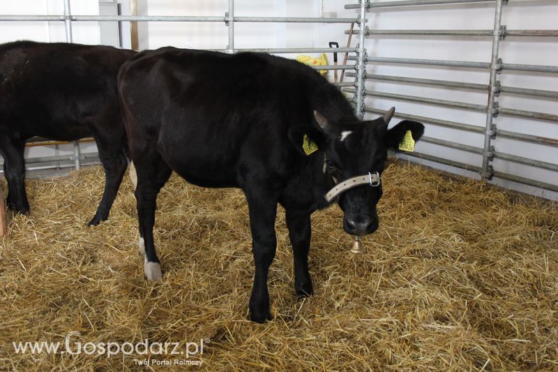 KWZH, Polagra Food poniedziałek-wtorek