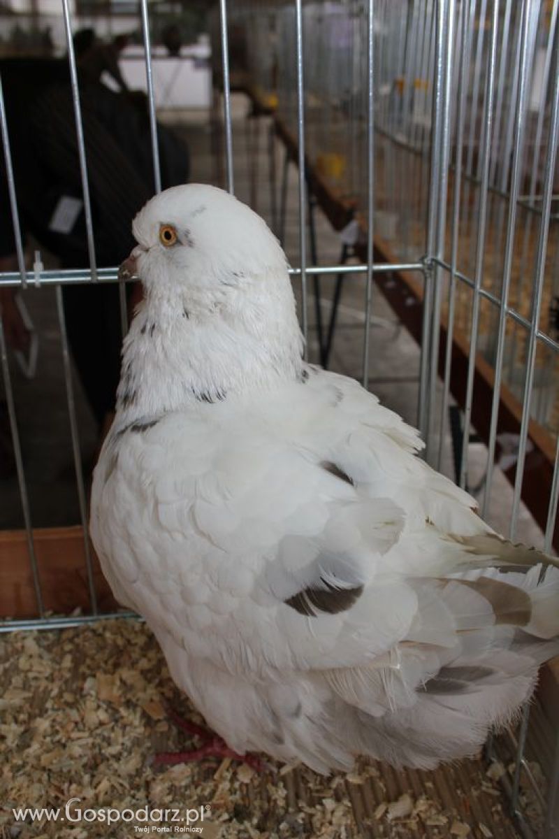 Wielkopolskie Targi Rolnicze „Sielinko 2011”  - Sobota