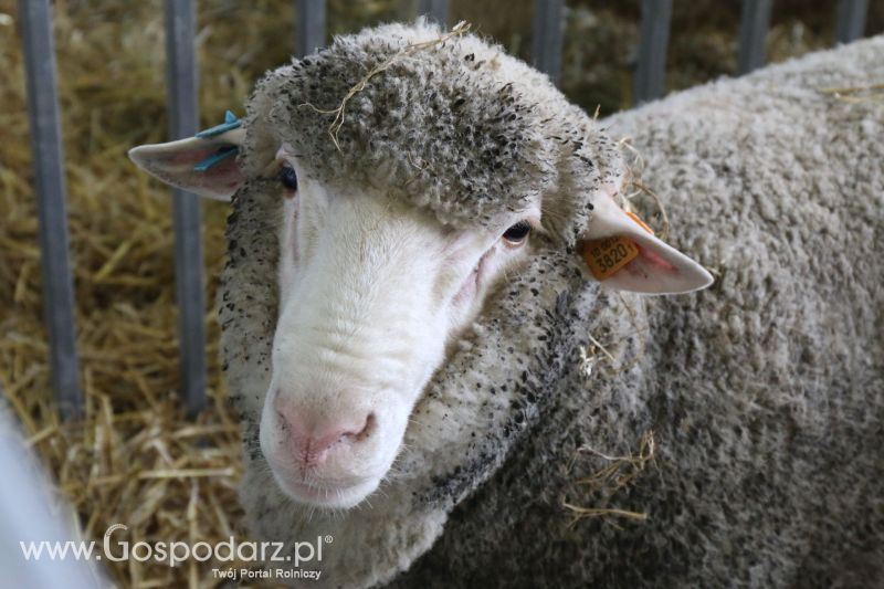 Krajowa Wystawa Zwierząt Hodowlanych w Poznaniu 2017 (piątek, 5 maja)