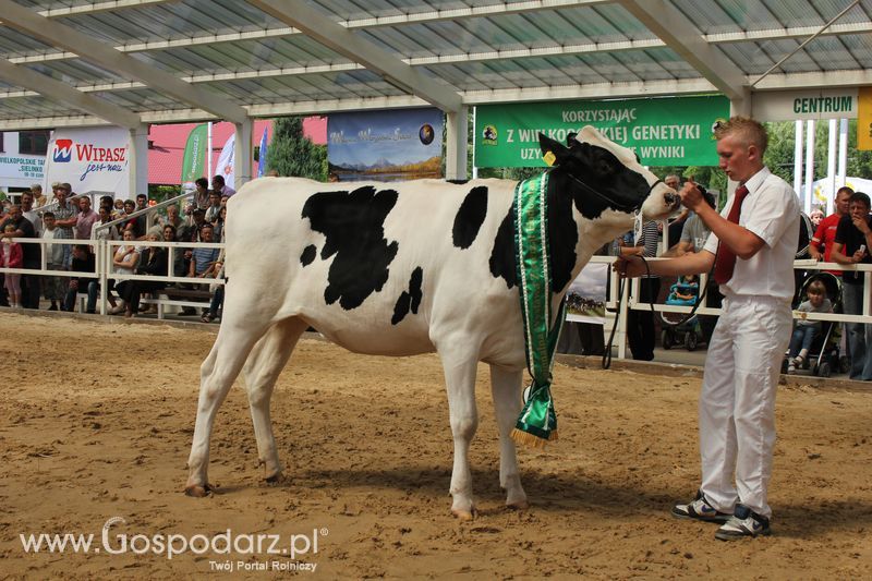 Czempioni XVII Regionalnej Wystawy Zwierząt Hodowlanych Sielinko 2011