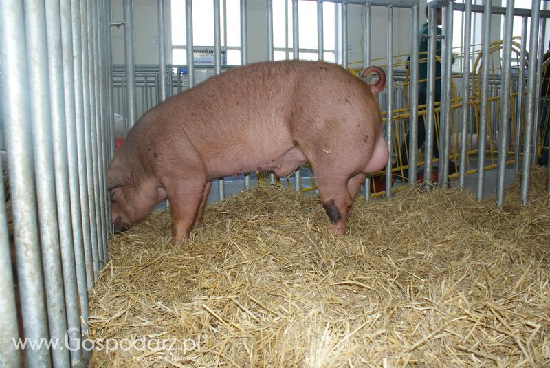 Lochy, knury na XXV Krajowej Wystawie Zwierząt Hodowlanych