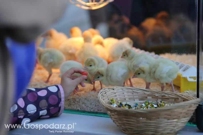 Święto Indyka w Ostródzie