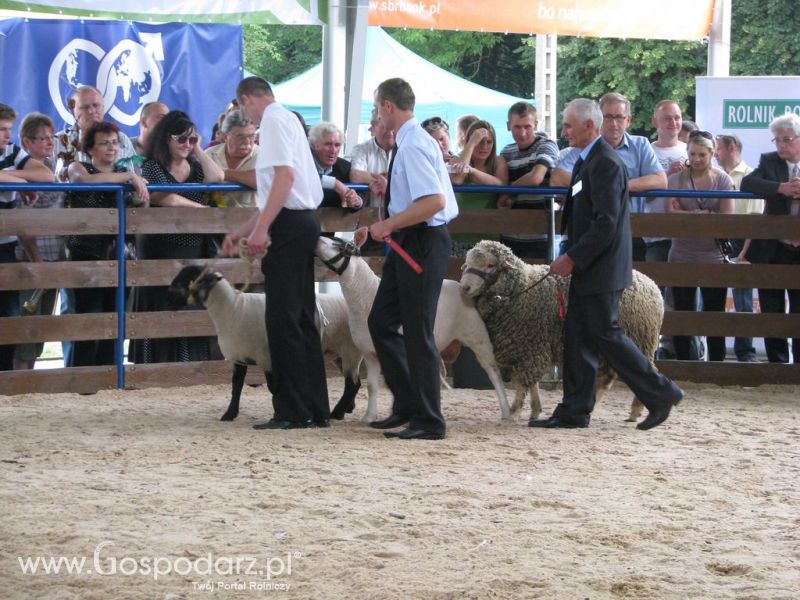 Owce- Szepietowo 2012 XIX Regionalna Wystawa Zwierząt Hodowlanych