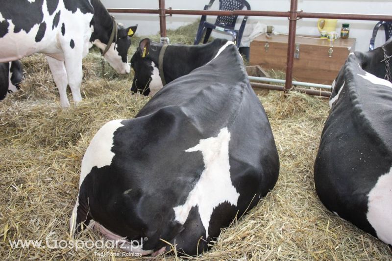 VII Ogólnopolska Wystawa Bydła Hodowlanego - Sielinko 2012