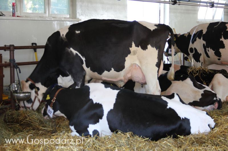 Zielone AGRO SHOW – POLSKIE ZBOŻA 2014 w Sielinku - niedziela